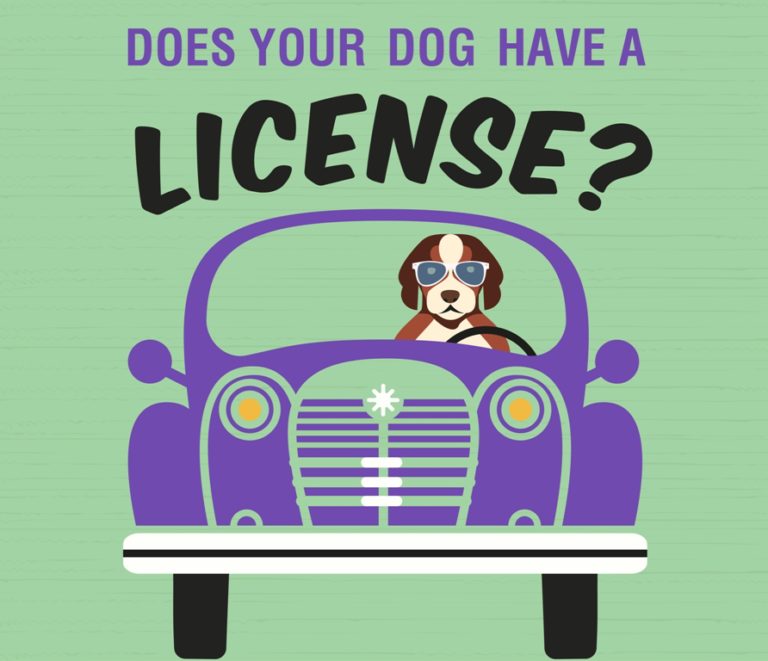 Dog License
