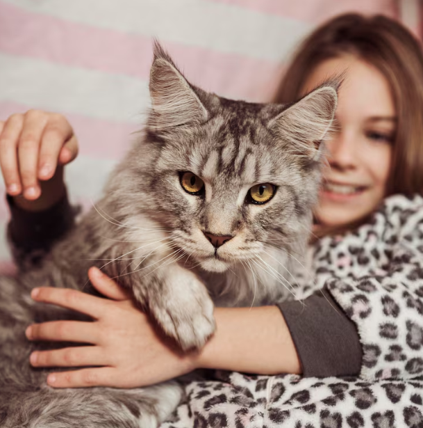 Behind the Scenes of Petaluma Animal Shelter Cats