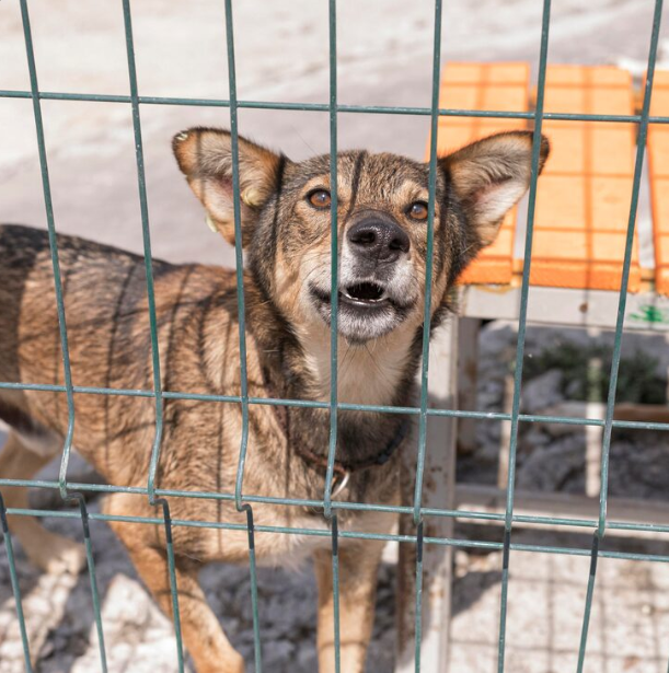 dog-adoption-in-clearlake-adoptable-dogs-rescue-pets