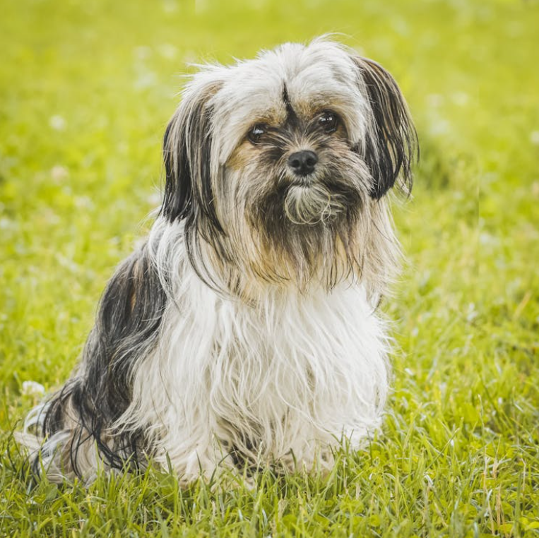 Comprehensive Animal Care Services in Calistoga