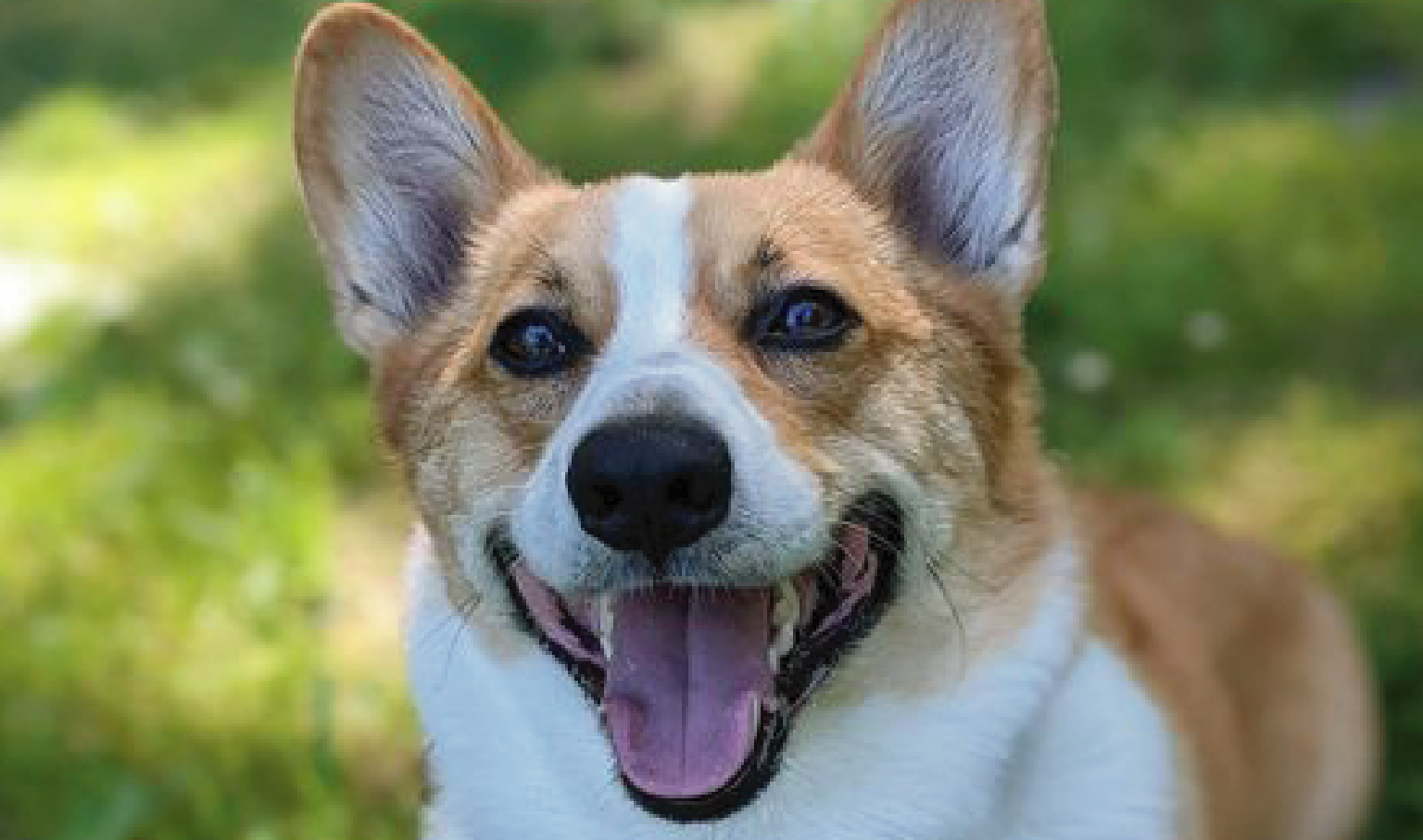 Foster Animals