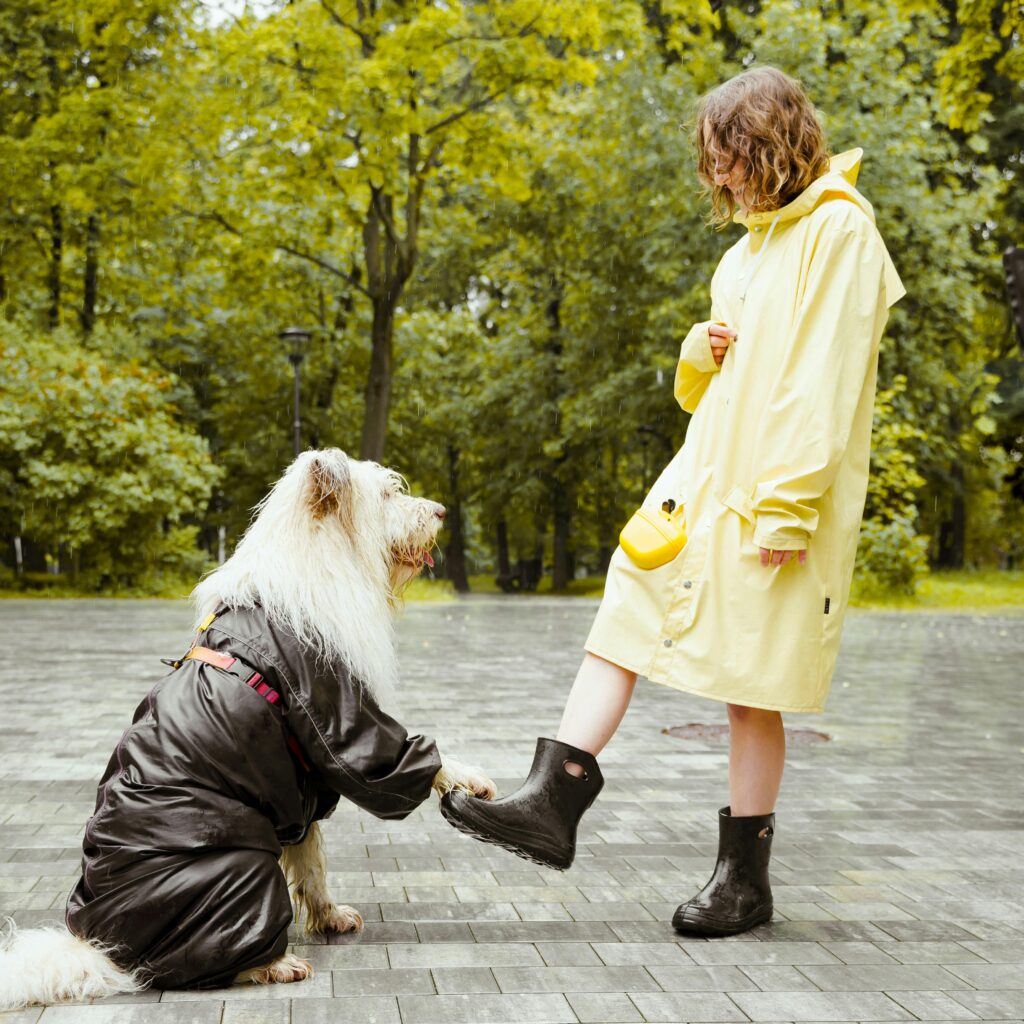 Ways to Make a Donation for Animals