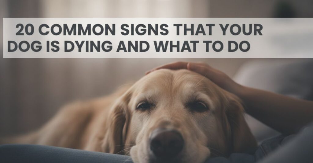 Common Signs That Your Dog Is Dying