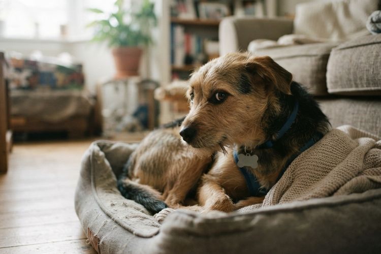 Anxiety Normal for a Rescue Dog