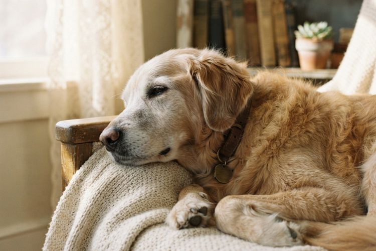 Dog Become a Senior