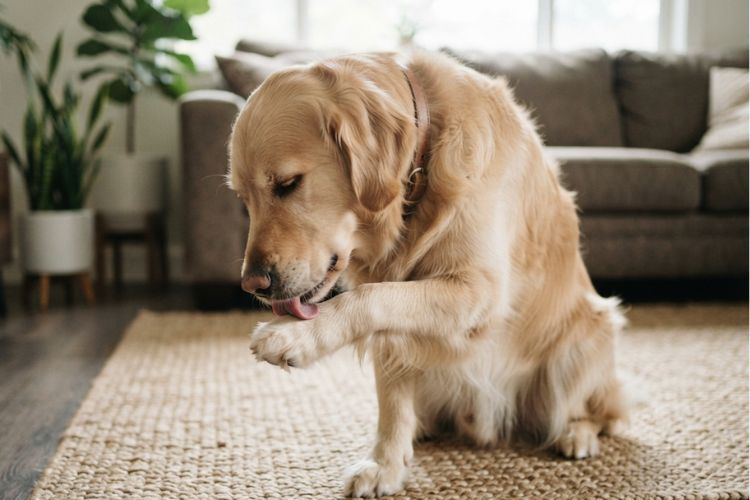 Paw Licking Is Normal
