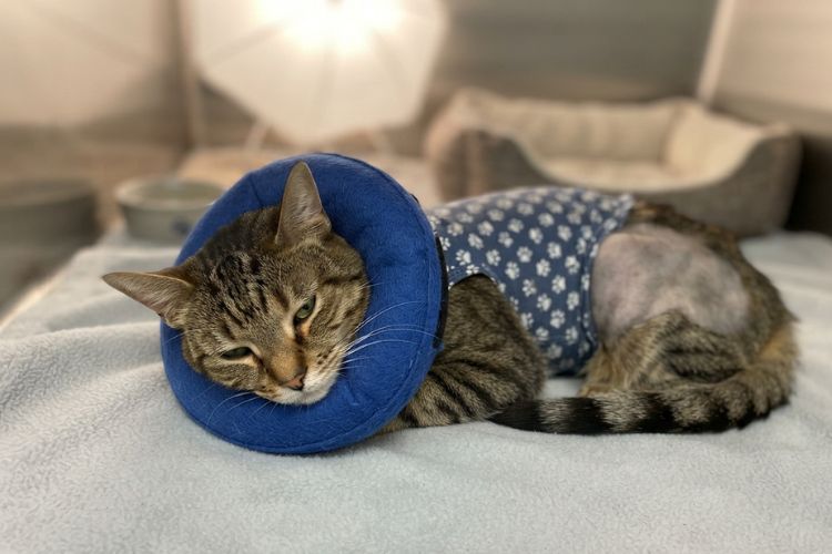 Recovery Tips After Surgery